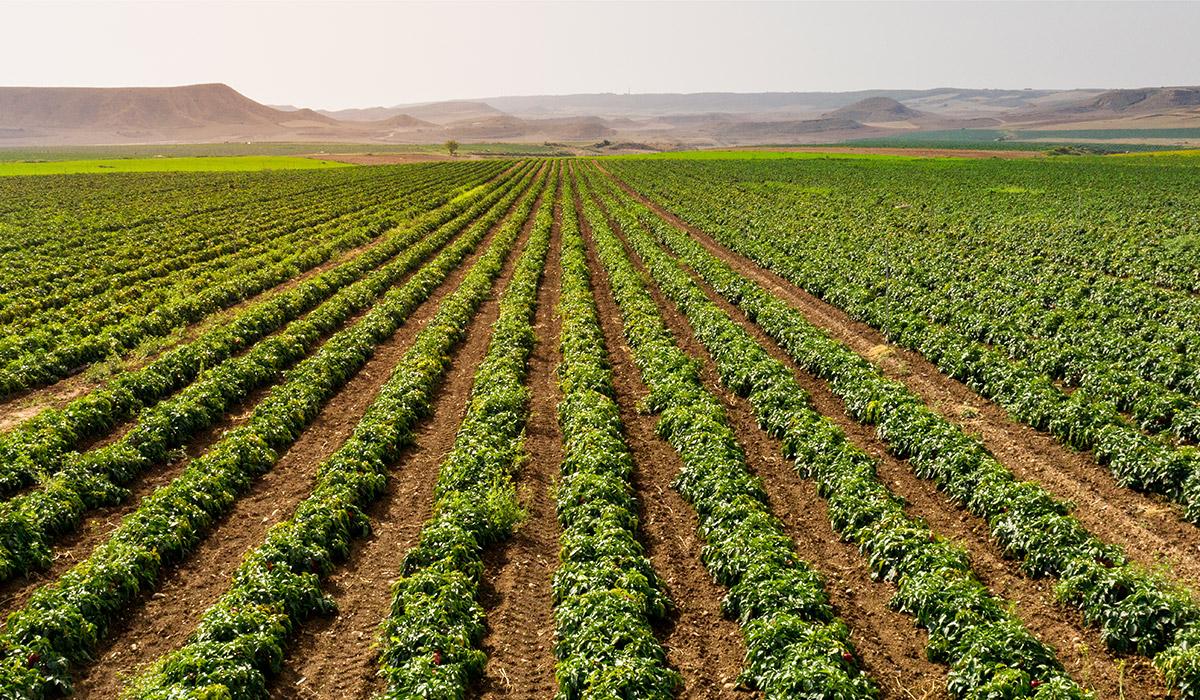 Las Bardenas (Navarra)